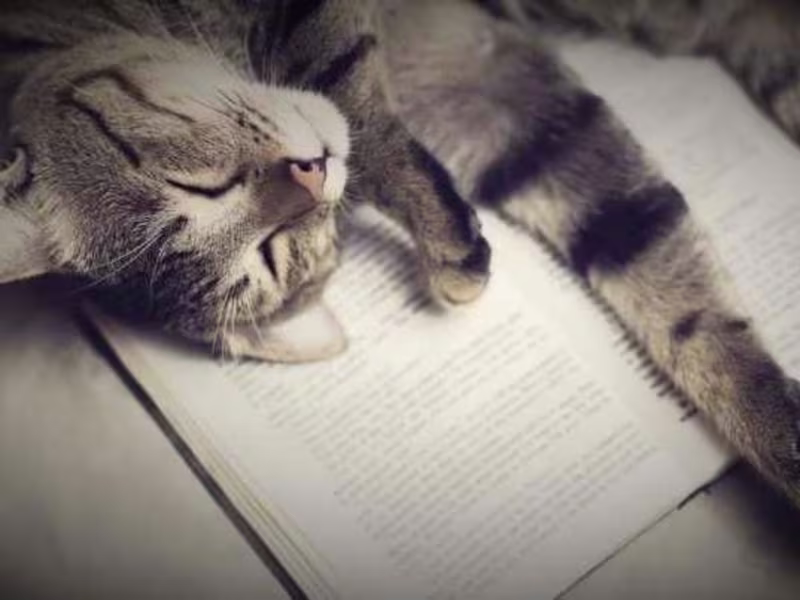 Cover image for An open letter to my husband