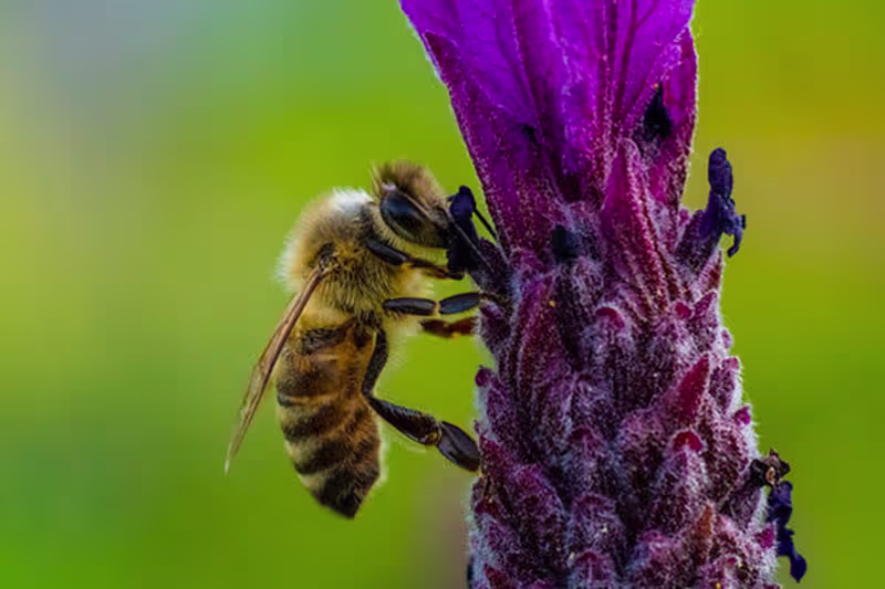 Cover image for Quels sont les insectes utiles au jardin ?