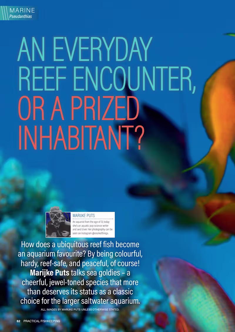 Cover image for Regular Contributor at Practical Fishkeeping