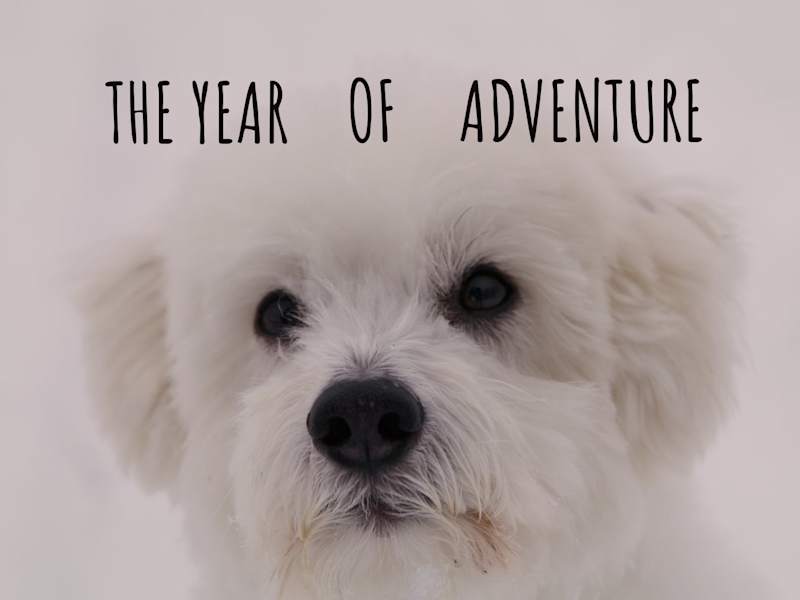 Cover image for The Year of Adventure