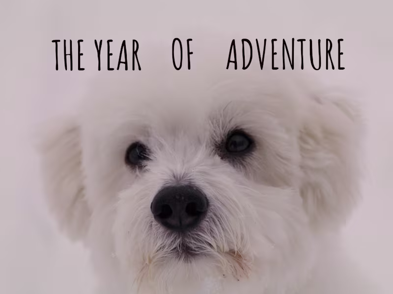Cover image for The Year of Adventure