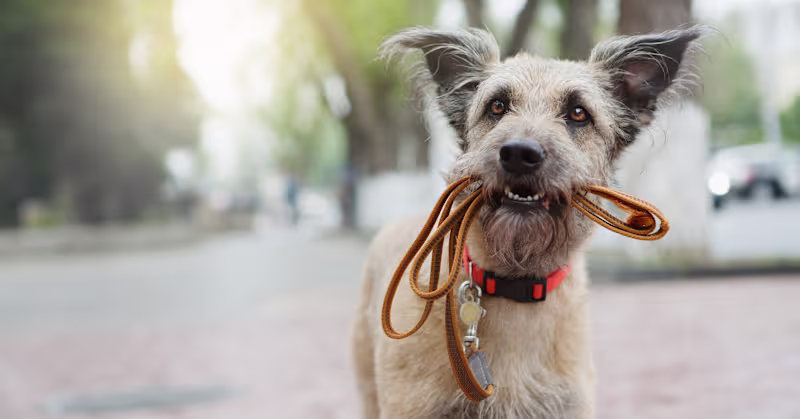 Cover image for Top 10 items every dog owner needs | KSL.com