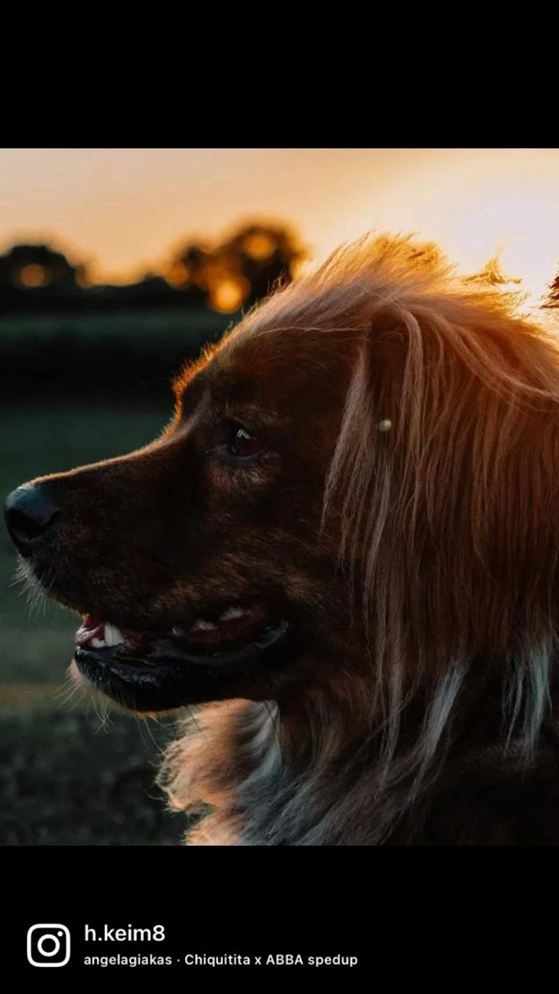Cover image for Pin on Pet Photoshoot Inspo