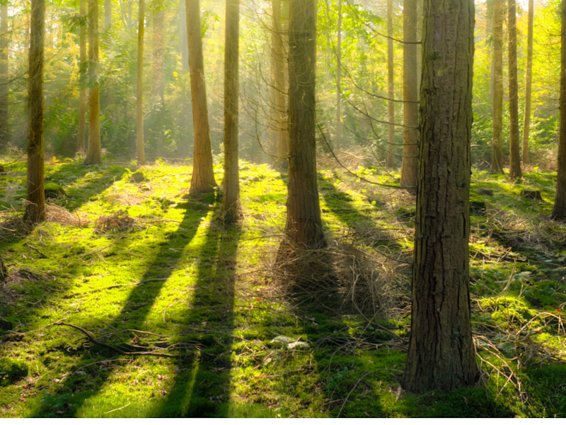 Cover image for Forest