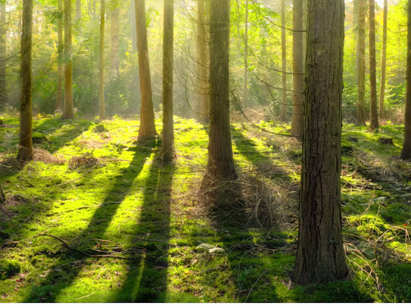 Cover image for Forest