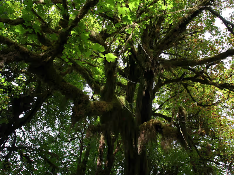 Cover image for Caroline Jackson on LinkedIn: MA sample