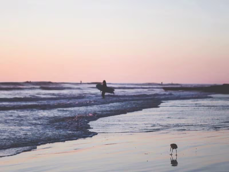 Cover image for You are not a special flower - Farrah Haidar - Atlanta Creative…