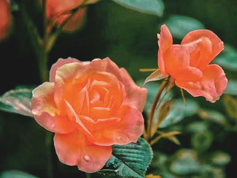 Cover image for I can edit video and you won't disappointed