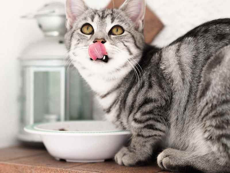 Cover image for Dry or Wet Cat Food: What should I pick?