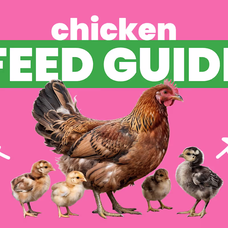 Cover image for Comprehensive Guide on Chicken Nutrition for Small Pet Select