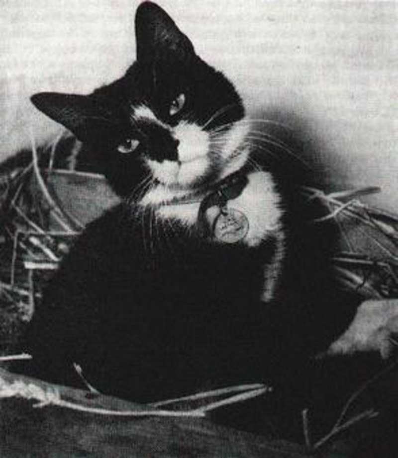 Cover image for The Incredible True Story of Simon the Cat - A Heroic Feline