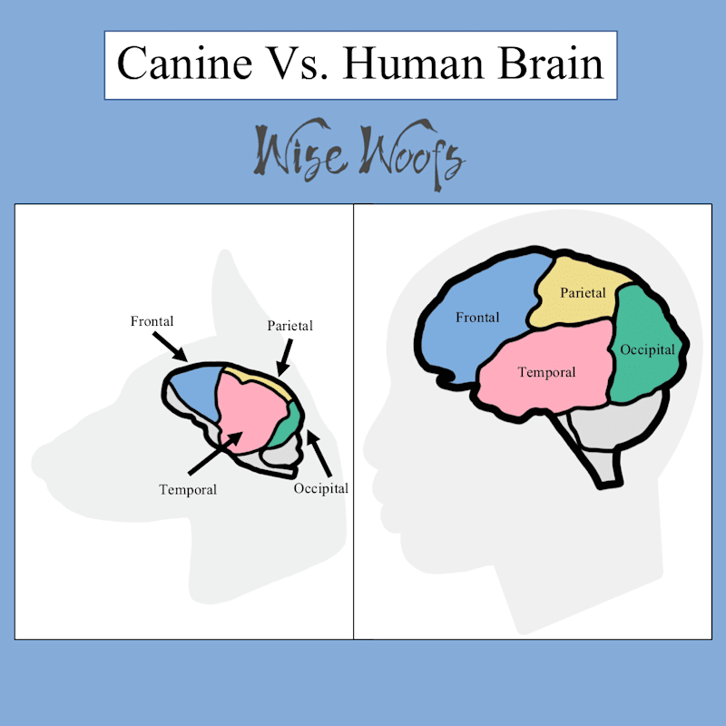 Cover image for Canine Vs. Human Brain Infographic