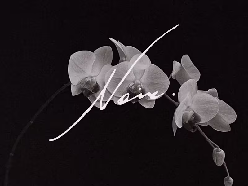 Cover image for Brand Identity Design for Noir