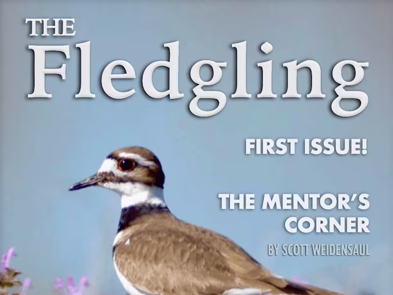 Cover image for Magazine Layout for American Birding Association