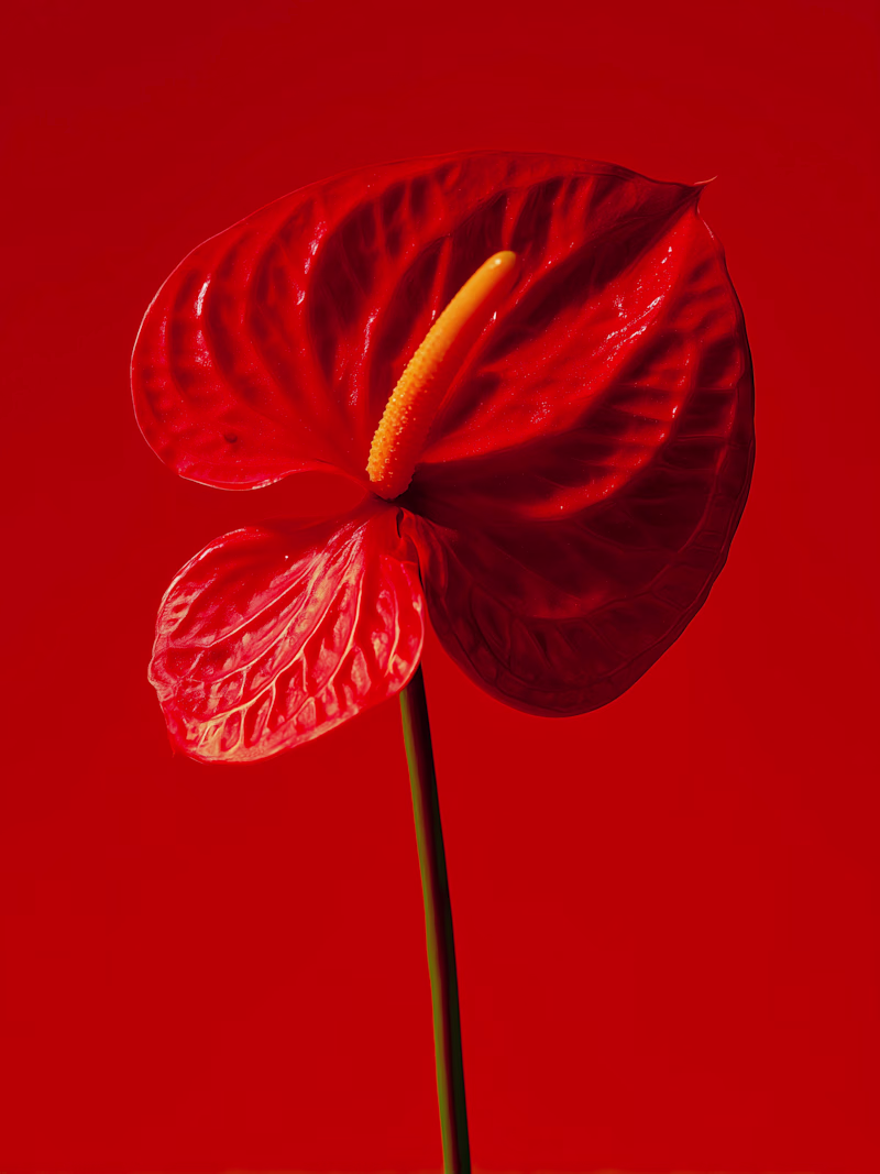 Cover image for Occasionally generating florals for a flower shop client. Re...