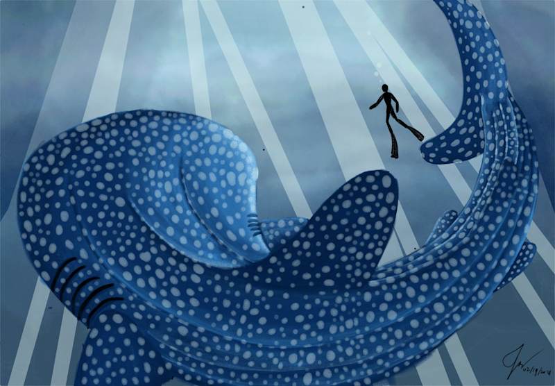 Cover image for The Whale Shark