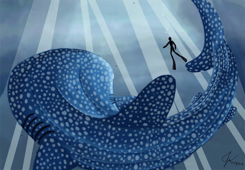 Cover image for The Whale Shark
