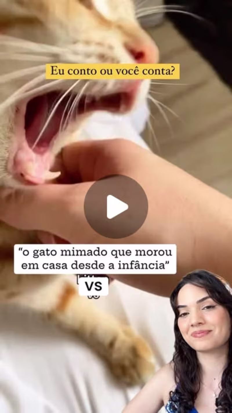 Cover image for Creation of educational videos tailored for cat owners.