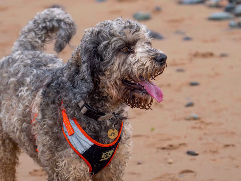 Cover image for Photo retouching to your requirements