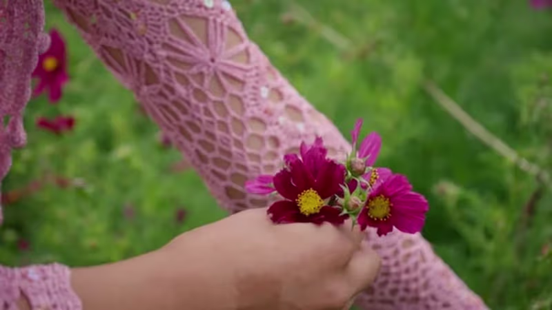 Cover image for Jaixia - A Soft Place to Land