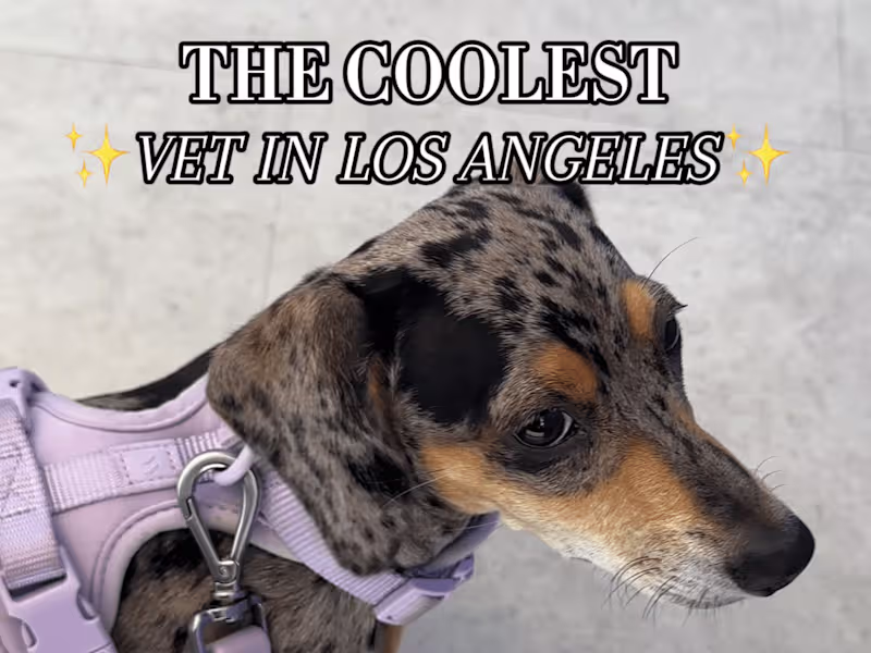 Cover image for UGC: Modern Animal Vet Clinic