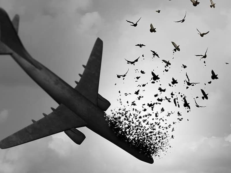 Cover image for Aeroplane-Bird-Strike Data Analysis