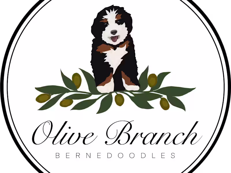 Cover image for Olive Branch Bernedoodles: website copy + email marketing