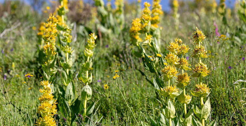 Cover image for The Magic of Herbal Bitters Blog