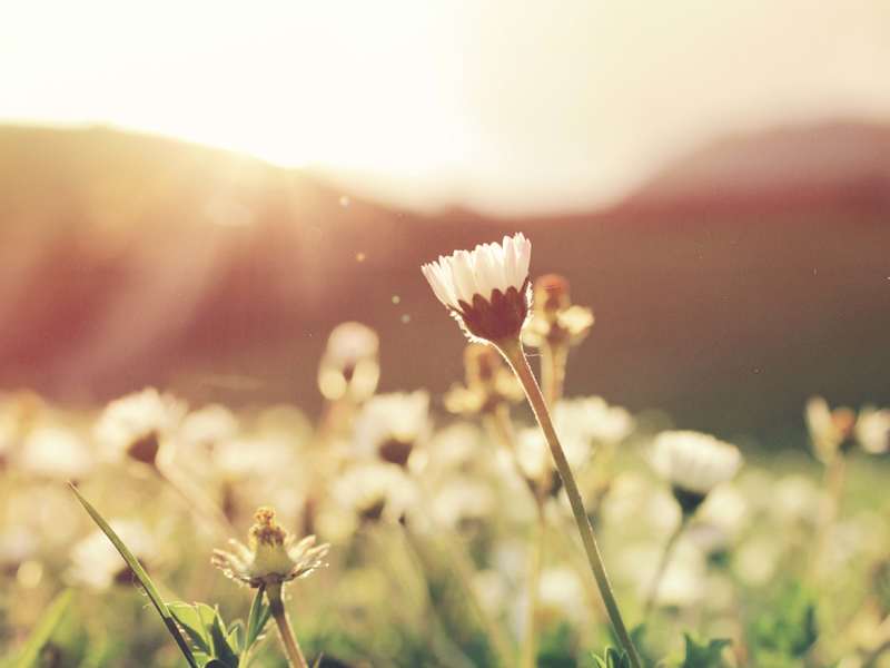Cover image for Short-Form Blog Post #2 | a.c.e Nature