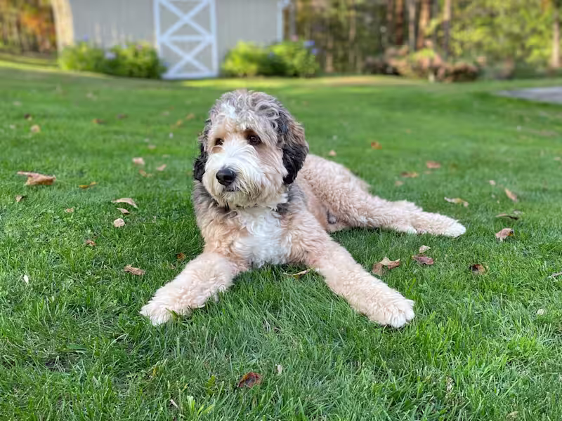 Cover image for Dog Product Photography