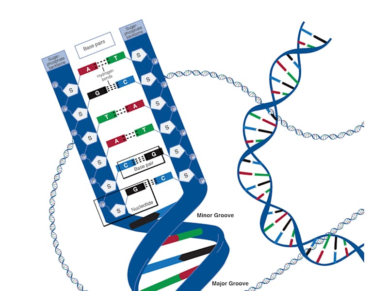 Cover image for DNA and RNA for Students
