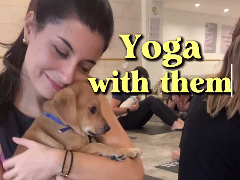 Cover image for UGC Content - Puppy Yoga Classes in Buenos Aires