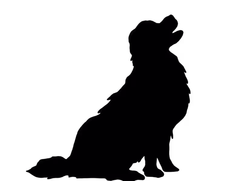 Cover image for Agrarian Era, Village Dogs + Domestication - Wise Woofs Article