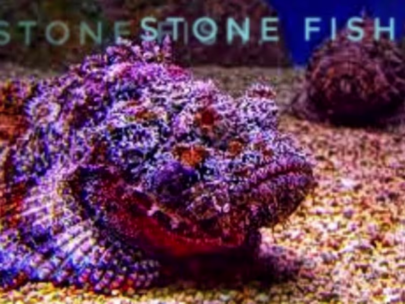 Cover image for Dive deep