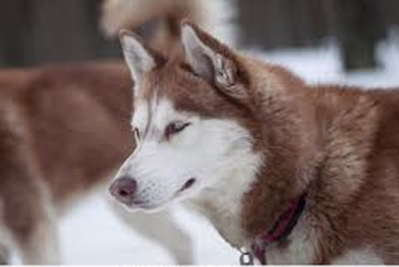 Cover image for Pet Finder