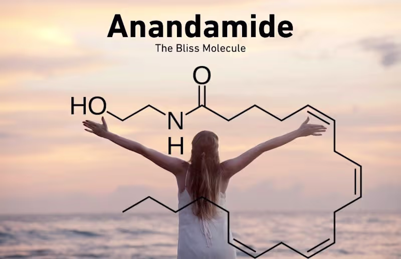 Cover image for What is Anandamide and Why is it The Bliss Molecule?