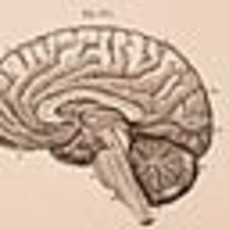 Cover image for The Brain of AI vs. Human: Intelligence Insights