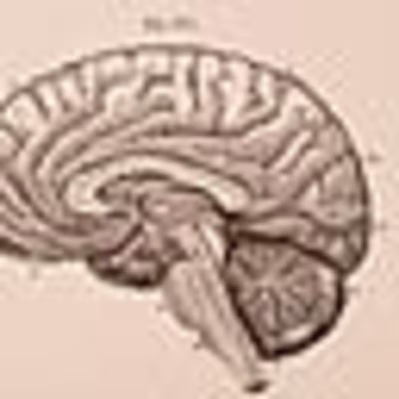 Cover image for The Brain of AI vs. Human: Intelligence Insights