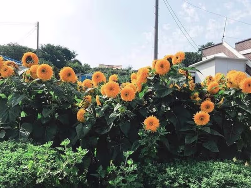 Cover image for Flyer Design 