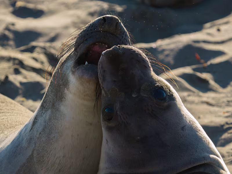 Cover image for Destination Wildlife Content: Central Coast California