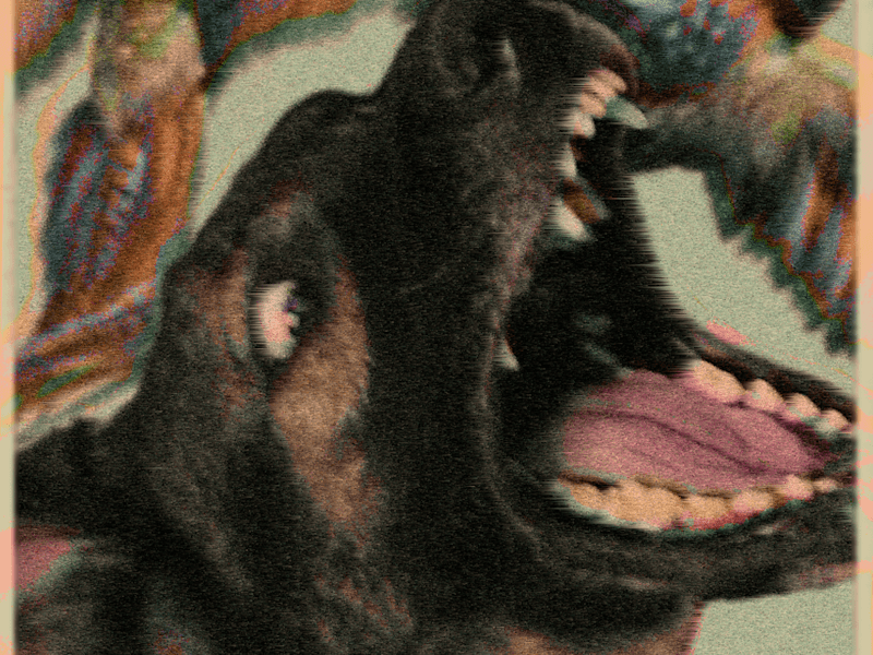 Cover image for Birdland Album Cover and Spotify Loops