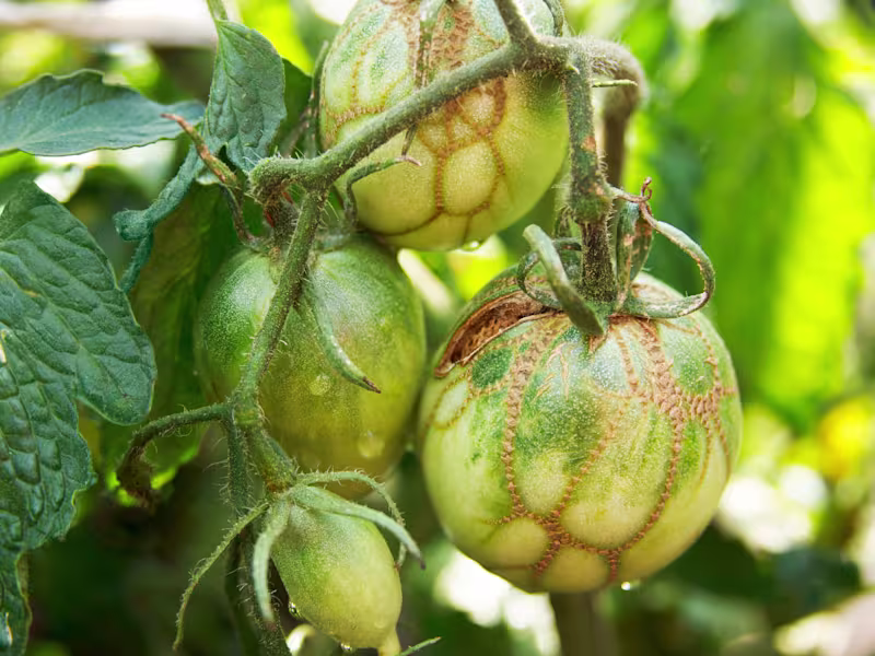 Cover image for Set of gardening blog posts (Growing tomatoes)