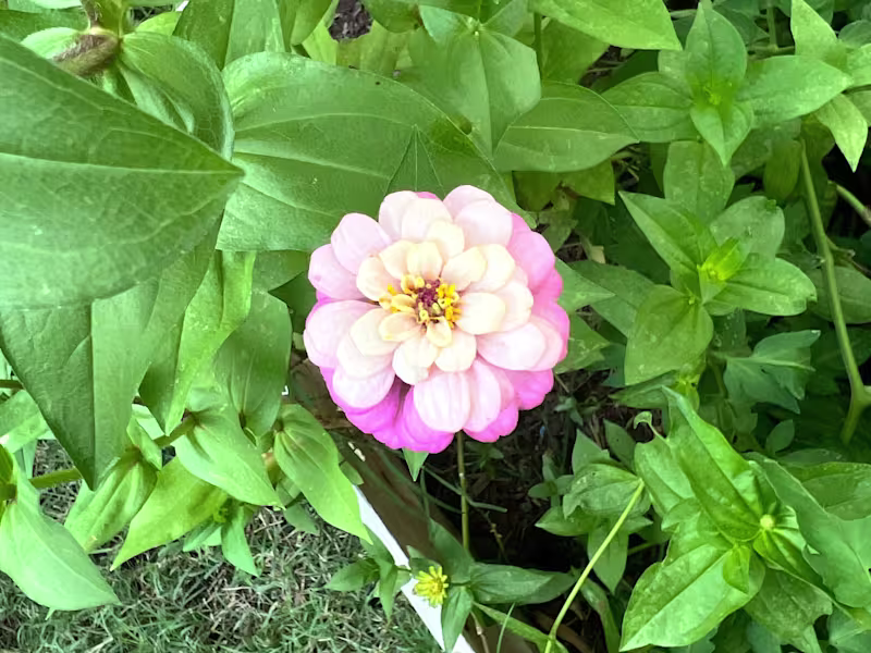 Cover image for Virtual admin support