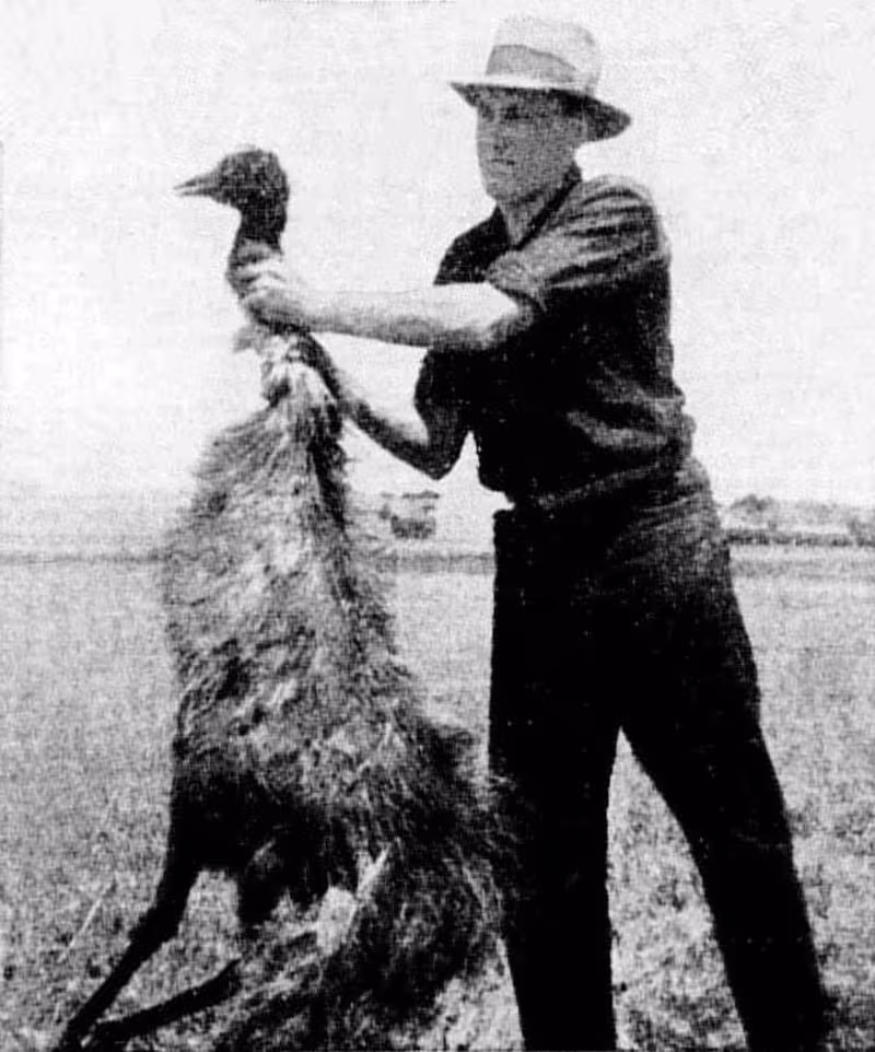 Cover image for Emu War