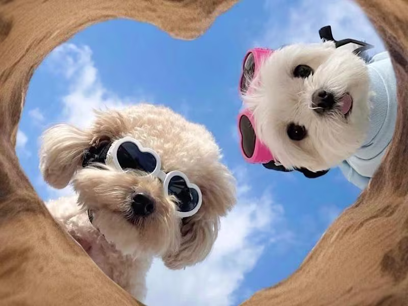 Cover image for PawFit