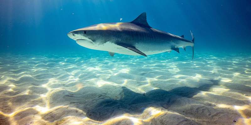 Cover image for Conserving Shark Resilience: Challenges and Opportunities