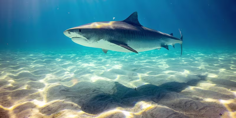 Cover image for Conserving Shark Resilience: Challenges and Opportunities