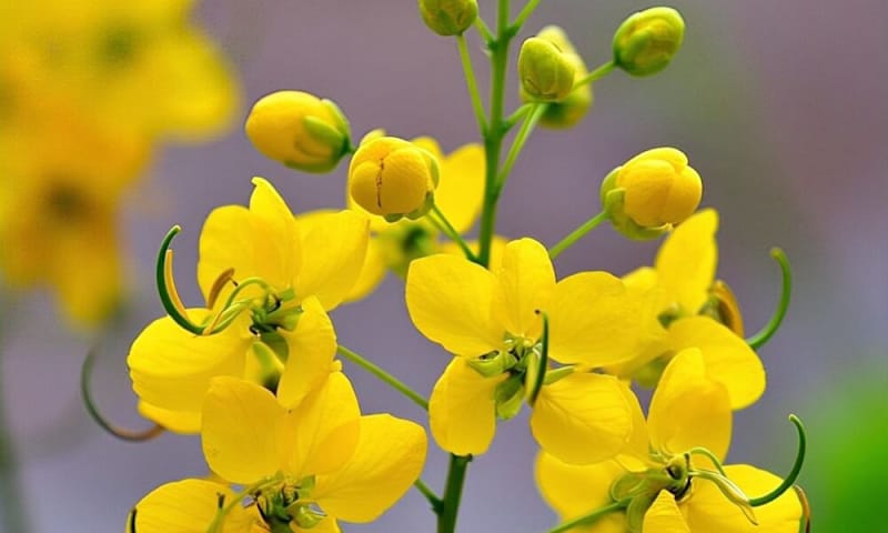 Cover image for Cassia Oil Benefits and Uses Guide