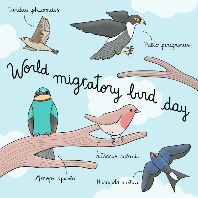 Cover image for World migratory day - Social media illu for UNDP