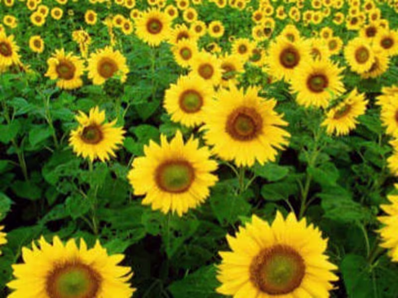 Cover image for Professional Article Copywriting